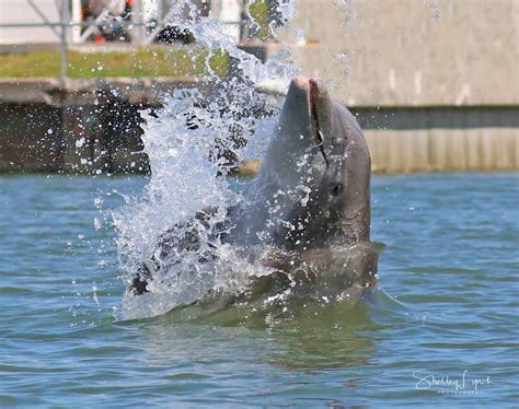 dolphin and manatee tour daytona.